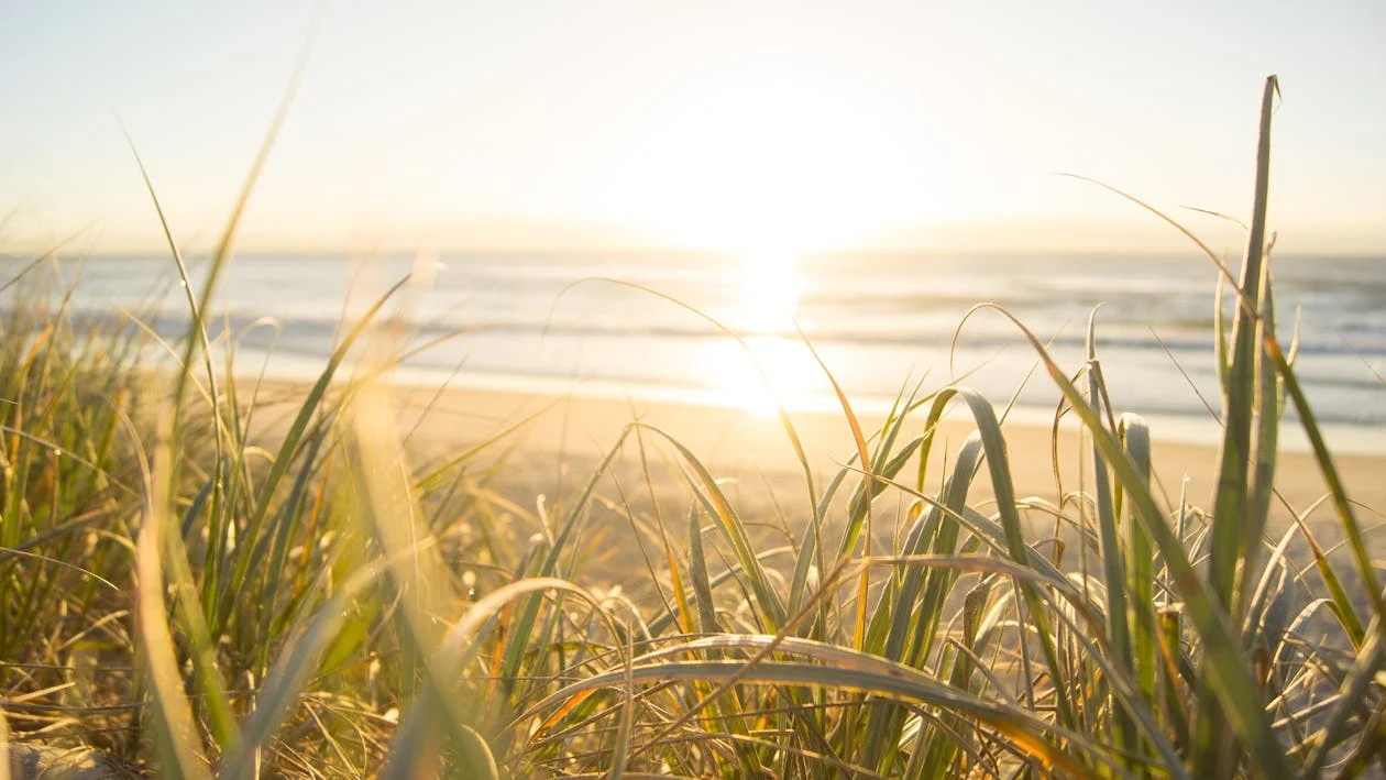 Image of beach with long grass in the foreground at early sunset.