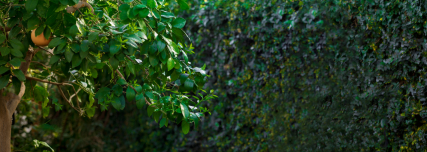 Picture of bushes with an orange tree in foreground in garden.