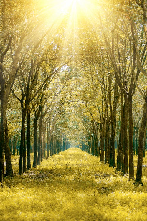 Image of tree tunnel with sun shining brightly.