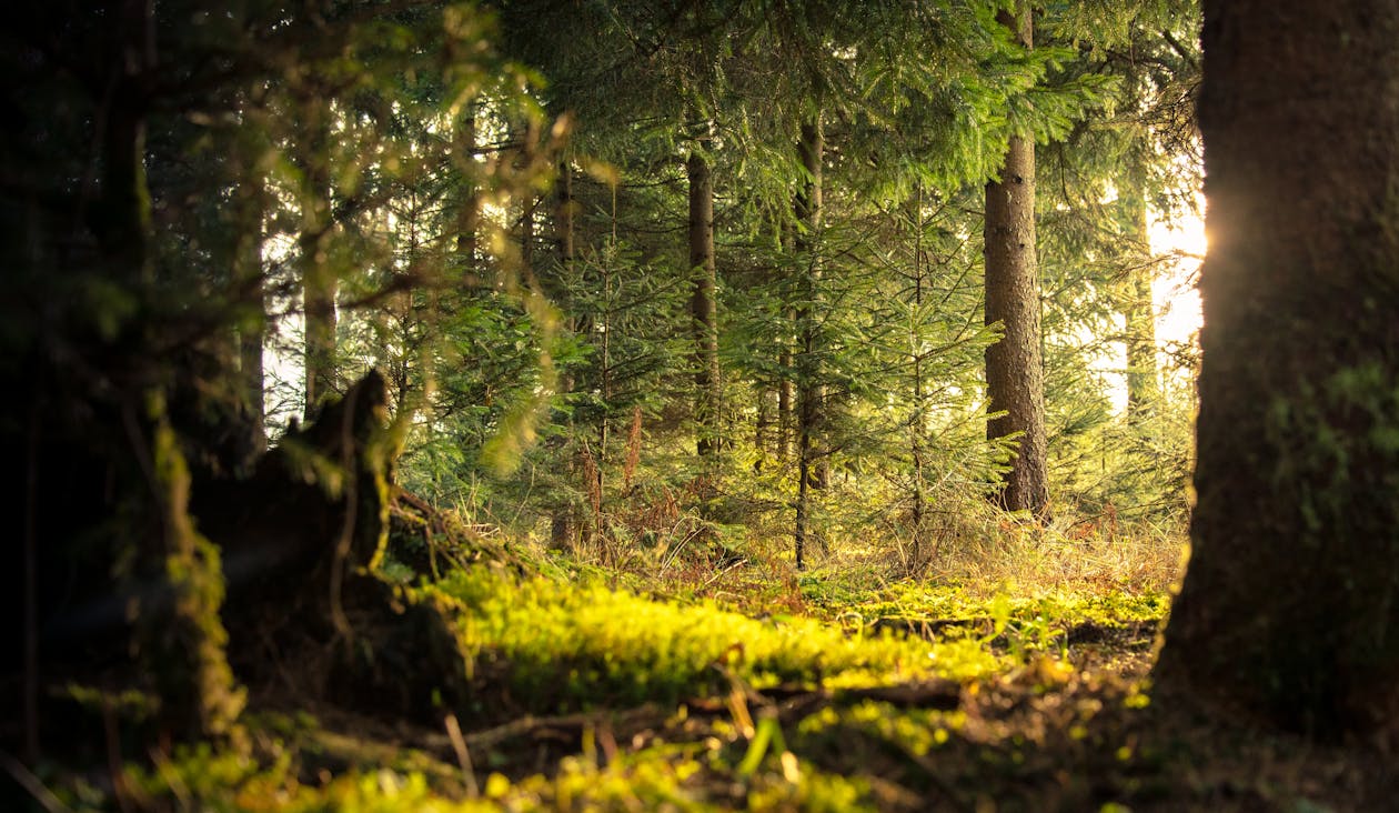 Lush, green forest with many trees near sunset.